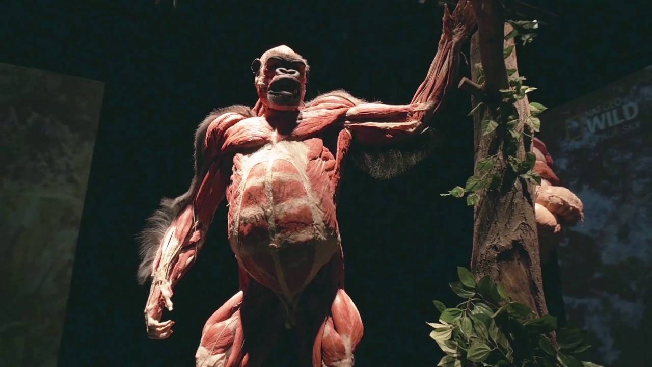 ANIMAL INSIDE OUT: A BODY WORLDS Production - opens 28 May 2016
