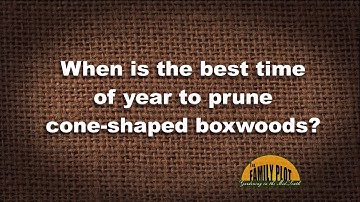 Q&A – When is the best time of year to prune boxwood? How do I do it?