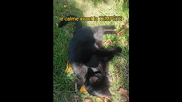 Quand Ton Chat Est Calme Mets Qui Te Réserve Une Belle Surprise Plus Tard 