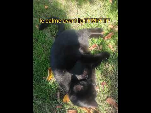 Quand Ton Chat Est Calme Mets Qui Te Réserve Une Belle Surprise Plus Tard 