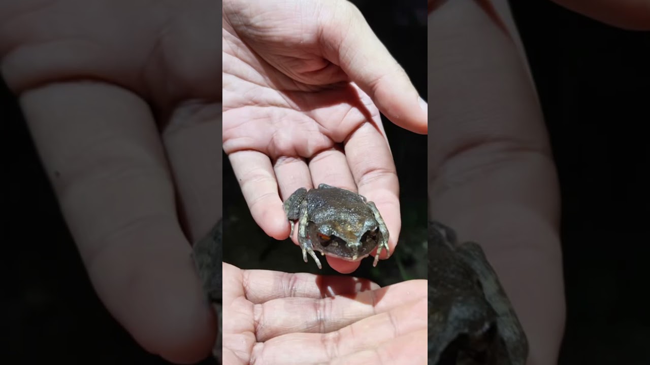 POV : YOU GET TO EXPERIENCE FIREFLY WALK @ BUKIT KIARA
