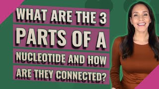 What are the 3 parts of a nucleotide and how are they connected?