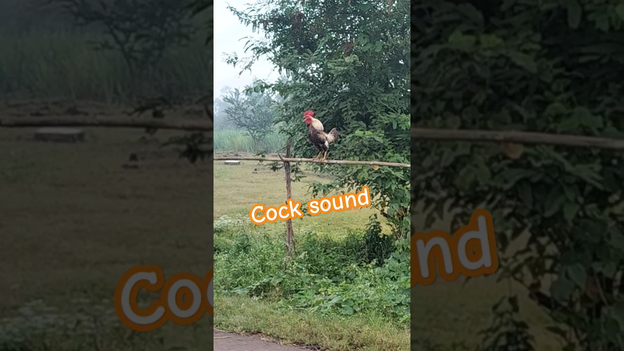 #cock