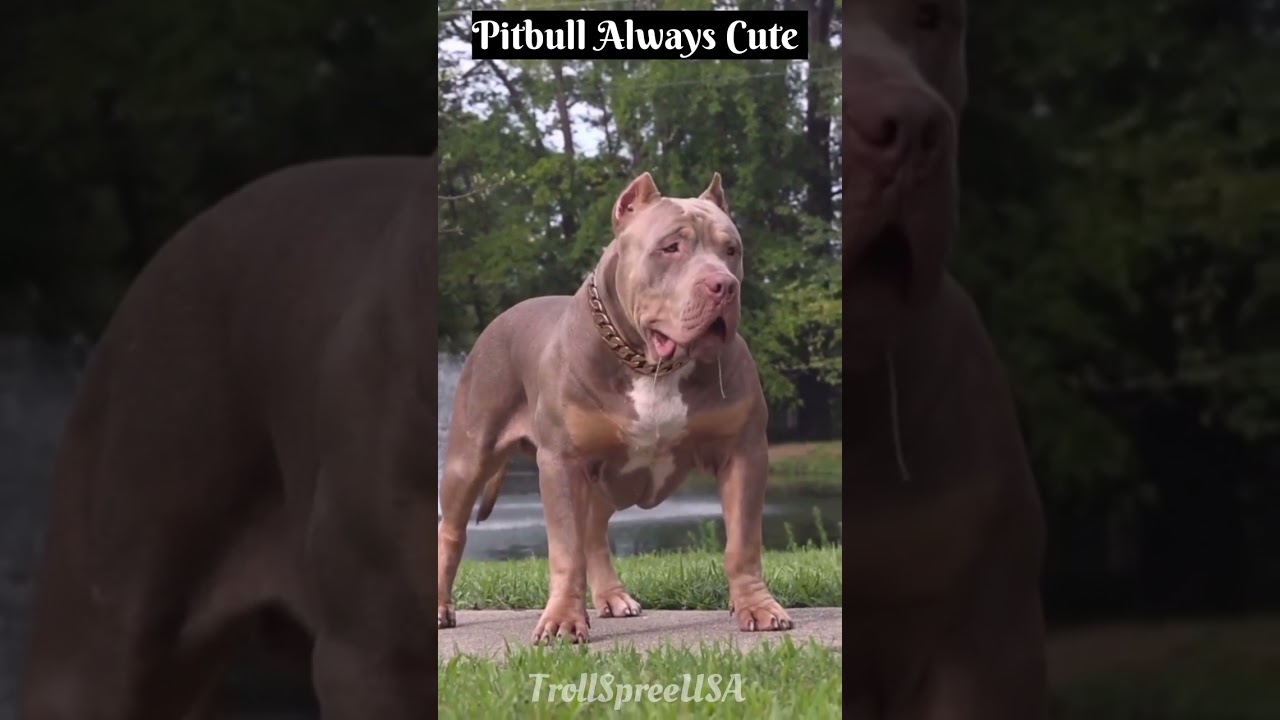 Pitbull Always Cute 🐶😱💀