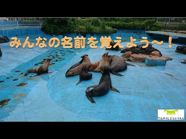 天王寺動物園 みんなの名前を覚えよう Youtube 天王寺動物園 みんなの名前を覚えよう Youtube