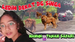 Hanum Di Taman Safari Bogor, Dekat Dengan Singa si Raja Hutan - Hanum Diary