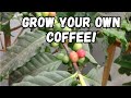 Coffee trees are easy to grow and fruit  california tropical fruit tree tips