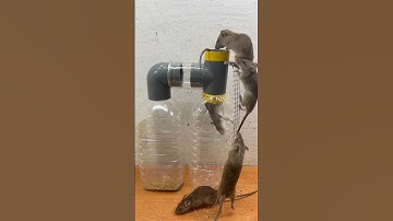 Homemade trap/idea of ​​combining two plastic bottles to make a mousetrap #rattrap #mousetrap #mouse