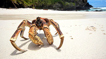 Quel est le crabe le plus gros ?