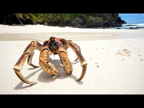 Vidéo: Crabe royal : description, reproduction, prix