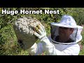 Why You Should Never Approach A Hornet Nest - What's Inside An Active Colony. Mousetrap Monday