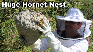Why You Should Never Approach A Hornet Nest  What's Inside An Active Colony. Mousetrap Monday