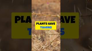 Why Do Plants Have Thorns 🌵.#facts #explore #shortvideo #shorts #viralshort#viralreels#garden#plants