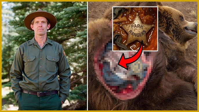 Ranger Disappeared in Yellowstone — 26 Years Later, Brand Found Inside a Bear... - YouTube