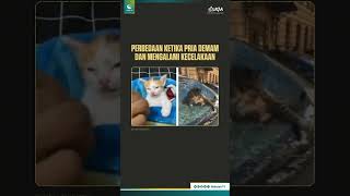 Yang mana yang demam dan yang mana yang kecelakaan nih? #wahdahtv #hiburan #rehat #short #shorts