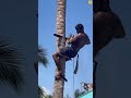 Coconut Tree Cutting Technique Shorts