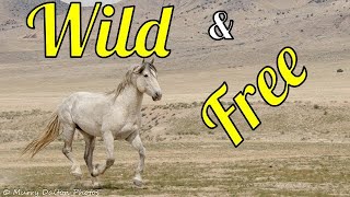 Wild Mustang Horses (Born to Run) (Untamed) (Running Wild) (Freedom) Running Through American West