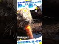 猛暑の街を抜けて、動物たちが待つ涼しい森へ～ビーバースワンプ～