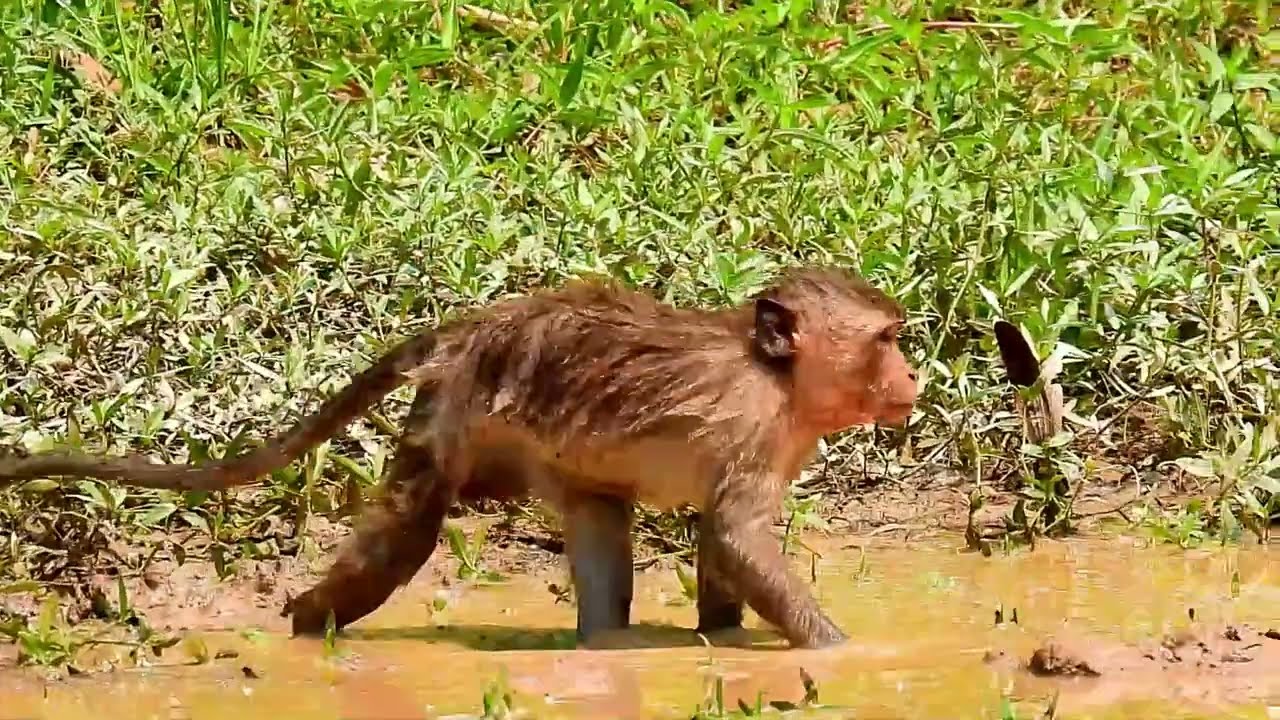 034 Living for freedom, Amazing videos for monkeys in group mahanokor 