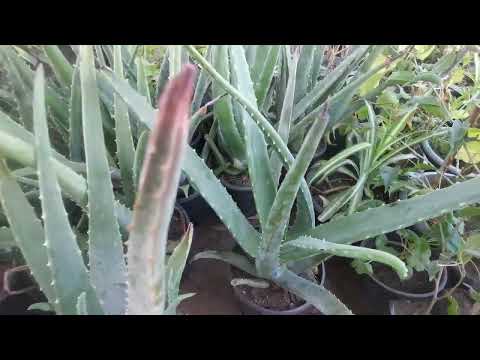 صبار ألوفيرا أصلي وكبير للبيع أون لاين رابط الشراء في الوصف