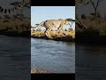 Cheetah Jumps 50 Feet Across River to Hill | World’s Most Fearless Wild Jump 🐆🔥