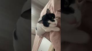 Purr purr 🐈‍⬛♥️🥰 #short #kitten #cat #purr #funny