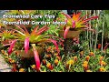 Amazing Beautiful Bromeliad Care Tips For Beginners l Bromeliads Garden Ideas
