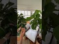 Do fake plants make plant music do they make a sound find out with plantwave