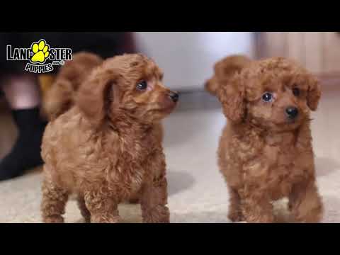 toy-poodle-puppies