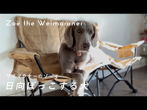 【ワイマラナー ロング】日向ぼっこする犬 | A dog basking in the sun