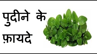 Health Benefits of Mint (Pudina) in Hindi | पुदीना के फ़ायदे, पुदीने के स्वास्थय लाभ