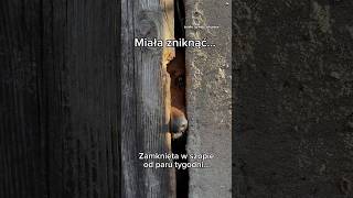 To miejsce do tej pory było jej domem 💔 #wioz #rescuedog #help #shorts