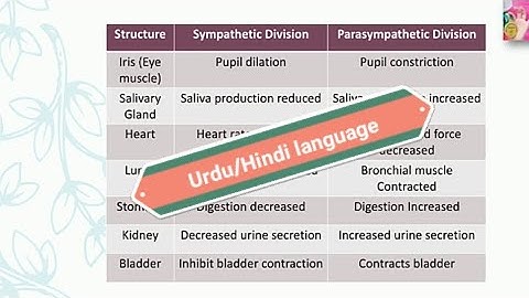 Parasympathetic Nervous System | in Urdu/Hindi language | by Dear Knowledge