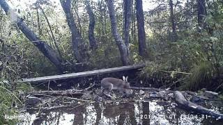 ID1583/Висимский заповедник/Другие виды животных/Заяц обедает ч.2 ID1583/Висимский заповедник/Другие виды животных/Заяц обедает ч.2