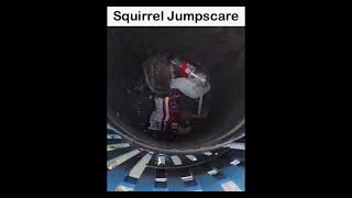 Squirrel Jumpscare