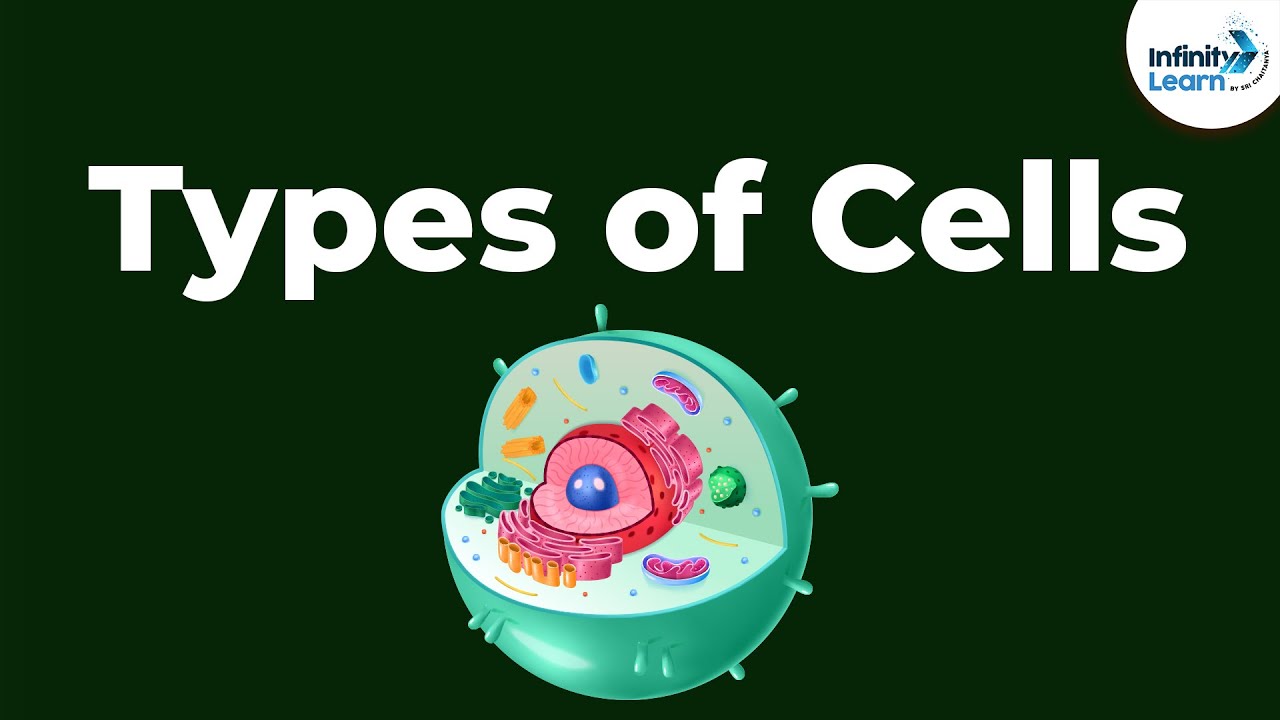Types of Cells | Don't Memorise - YouTube