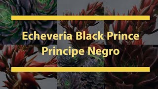 Echeveria Black Prince - Principe Negro
