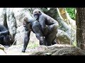 モモコがいないのでトトが母代わり、ゴリラたちの赤ちゃん返り（Toto becomes their mother.）　上野動物園　ゴリラ　202206