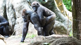 Momoko is sick, so Toto becomes their mother.Gorilla is an infantile regression.　UenoZoo　202206