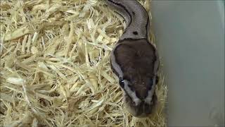 2 2018 Male VPI Axanthic Pinstripe het Clown ball pythons
