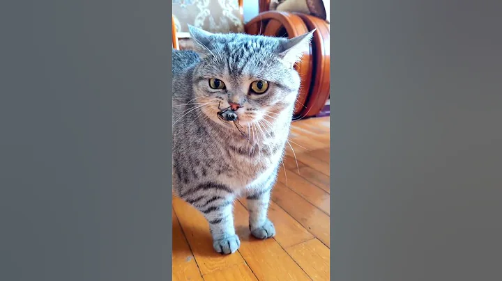 Watch the video about Funny cats 😸 #cat #funny #animals #cute #cutecat #funnyanimals #kitty #pets