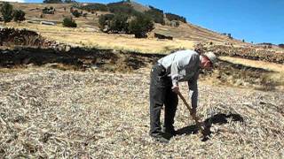 Winnowing Haba Beans W/ Tiuy Luis