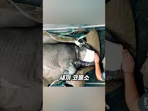 <strong>코뿔소</strong>, 유일한 천적이 앞에 있습니다 ㄷㄷ