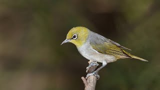 Zosterops silvereye