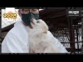 평생 개농장에 갇혀있던 강아지들.. 구조하기 시작하자 보인 반응ㅣHow Dogs React To Rescuers Who Saved Them From The Dog Farm