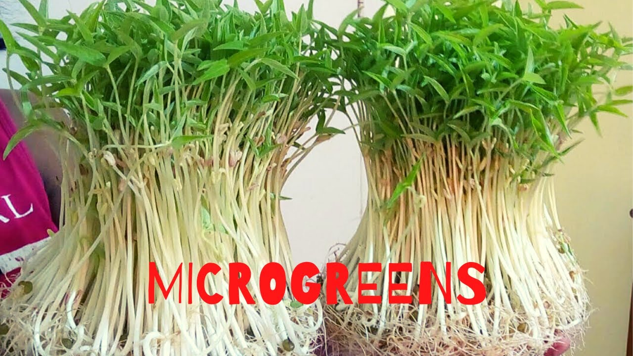 How To Grow Mung Bean Microgreens At Home Mung Microgreens Without how-to-grow-mung-bean-microgreens-at-home-mung-microgreens-without