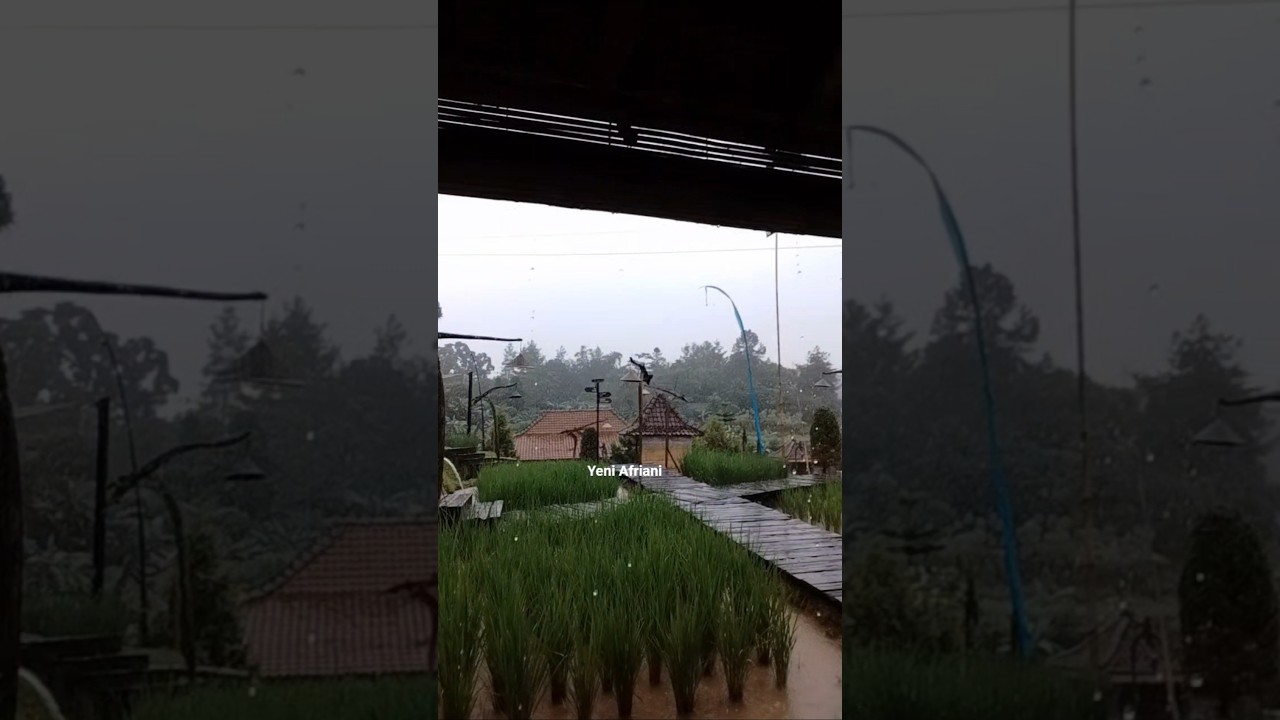 The Natural Beauty of Bogor City's Coffee Rice Fields, Rainy and Cool