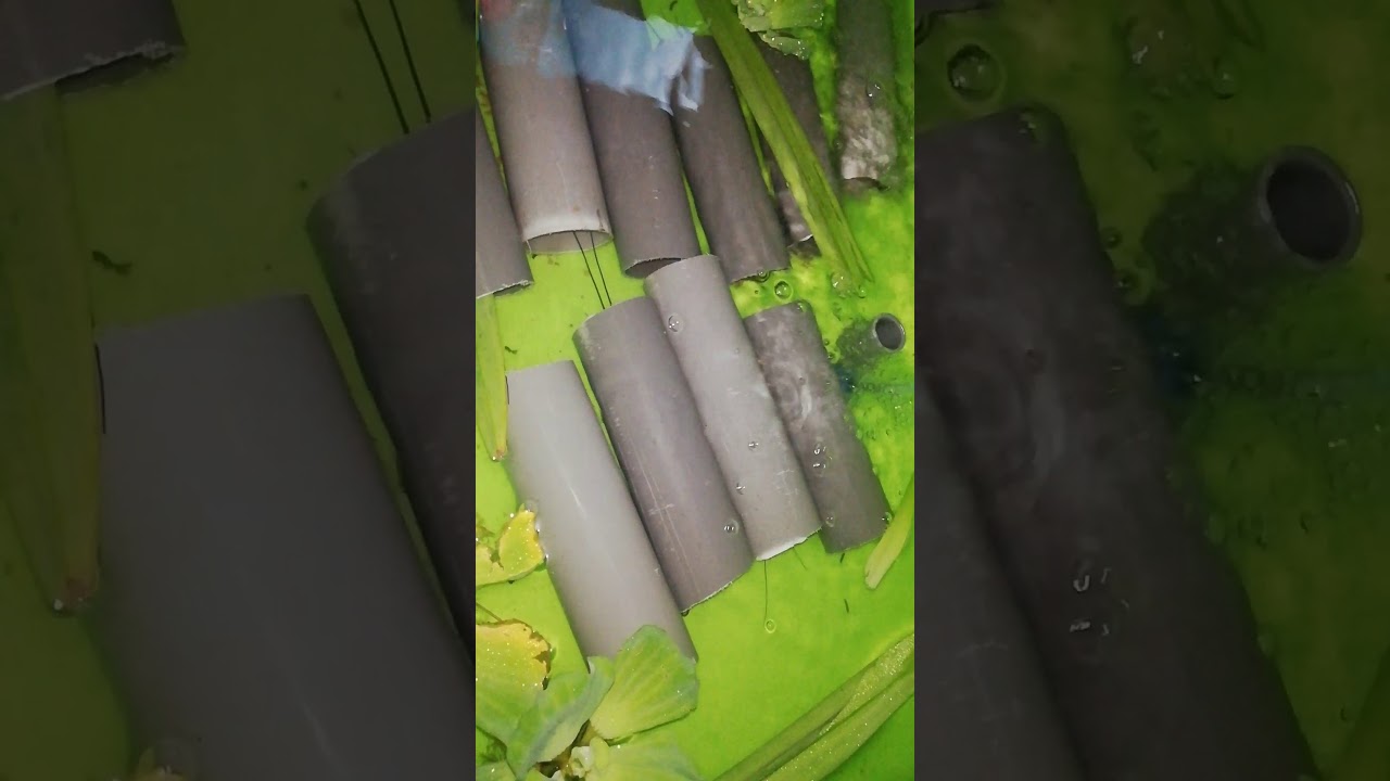 Cara ternak lobster dalam rumah 