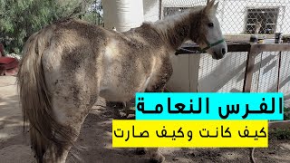 ساعة كاملة في 3 دقائق!! شوفوا كيف الفرس النعامة كانت؟ وكيف صارت!  - الإهتمام بالخيل