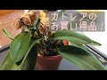 4月　①ミニカトレアお買い得品の注意点。水苔植えをバークにするので根を洗い乾かします。次回②で植え付けします。